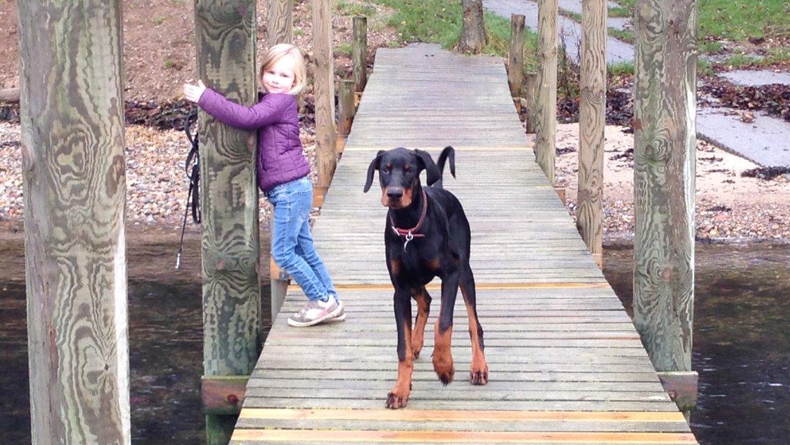 Dobermann Marco billede 20