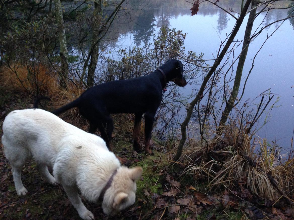 Dobermann Marco billede 27