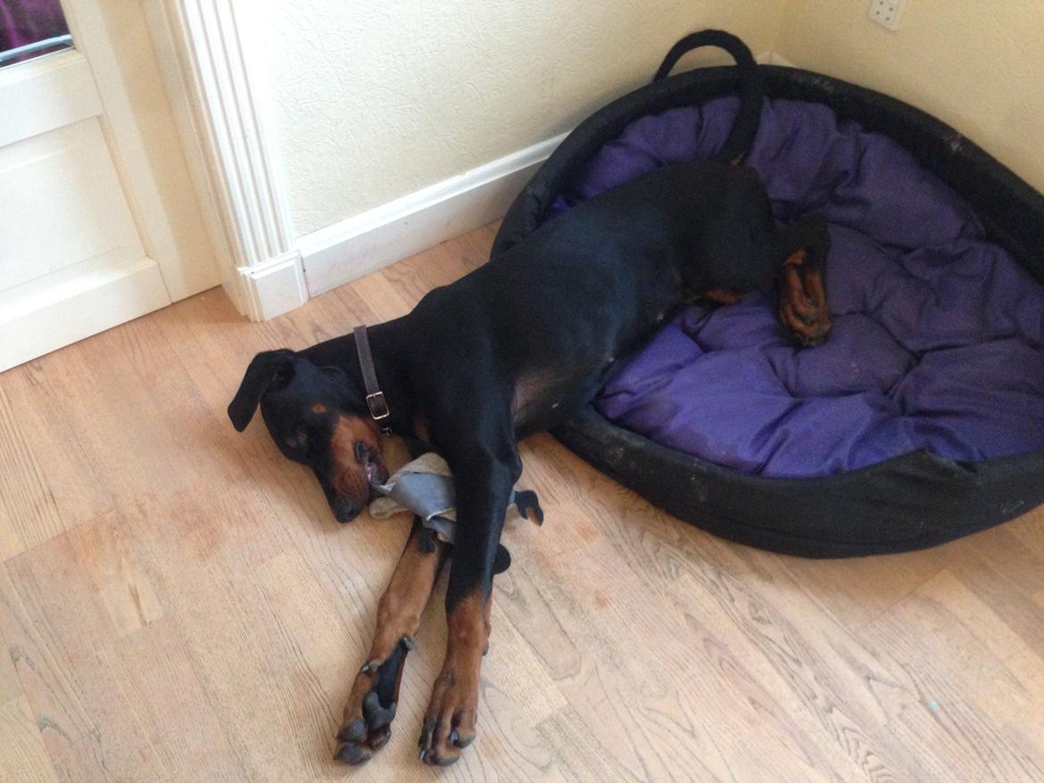 Dobermann Marco billede 26