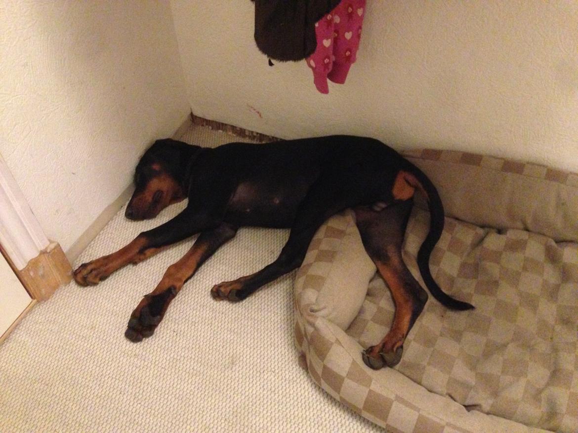 Dobermann Marco billede 28