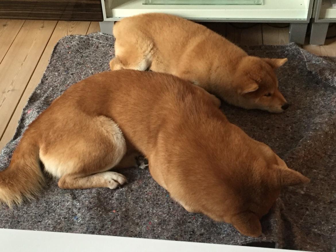 Shiba Heok's Ryuu kaldes Taiko billede 22