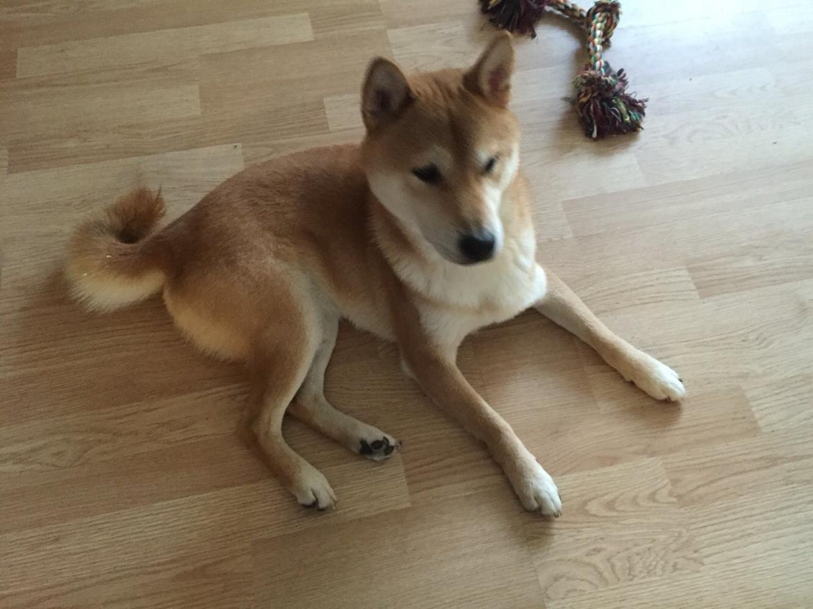 Shiba Heok's Ryuu kaldes Taiko billede 21