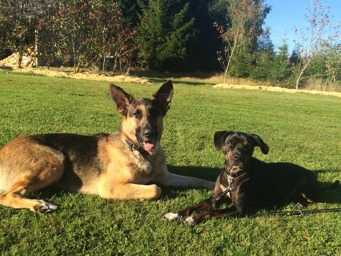 Blanding af racer Valdemar billede 1