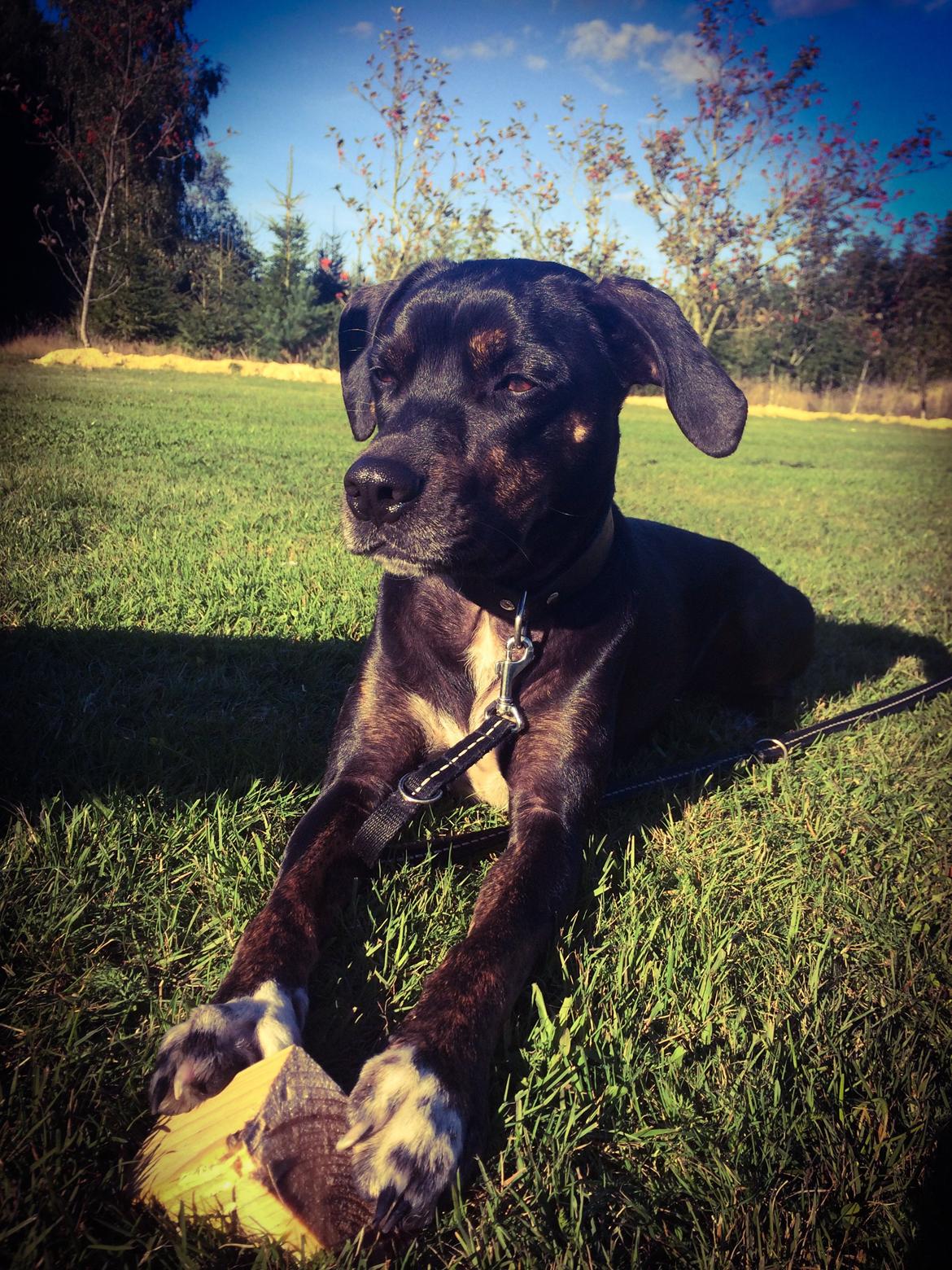 Blanding af racer Valdemar billede 3