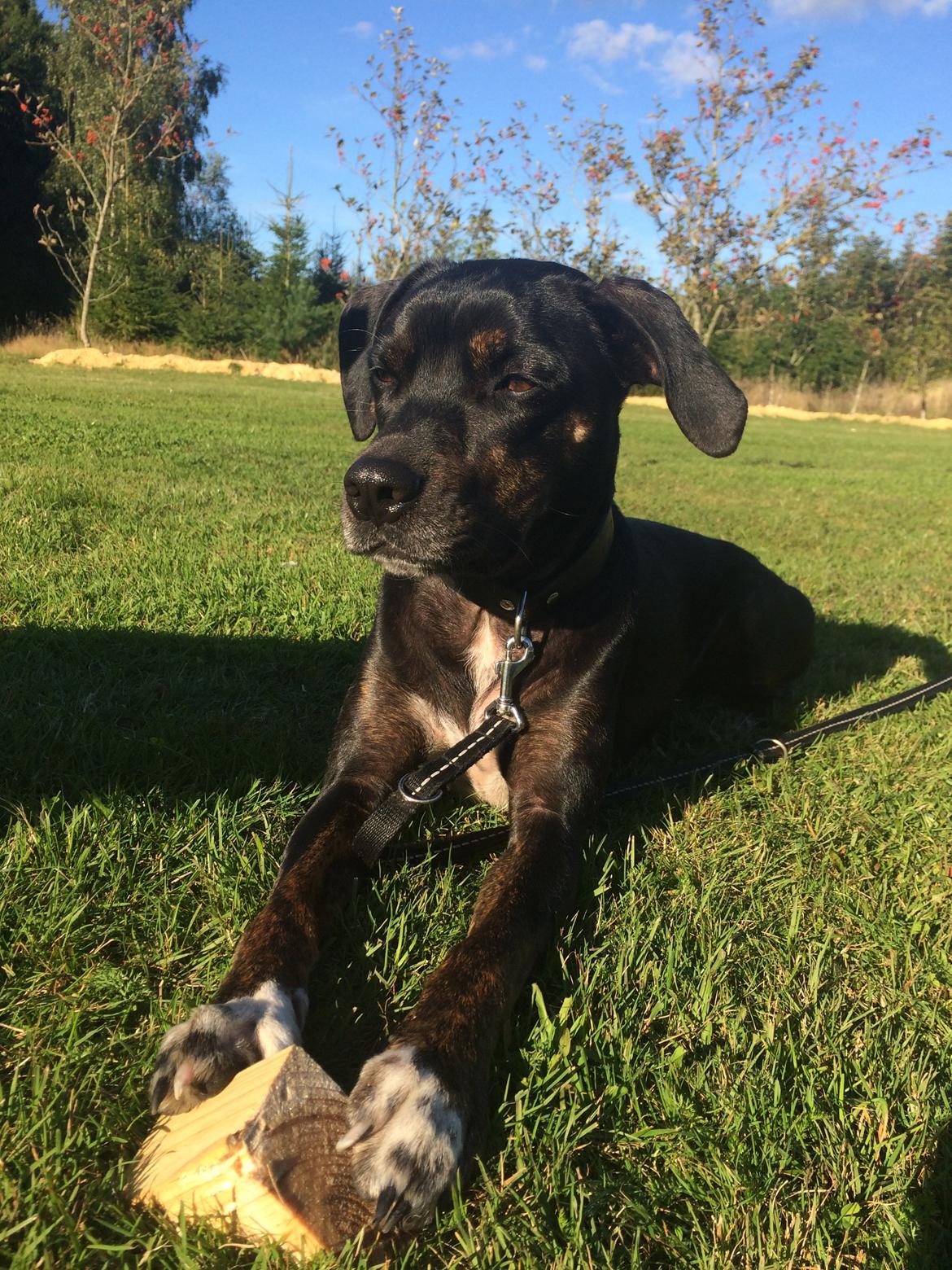 Blanding af racer Valdemar billede 4