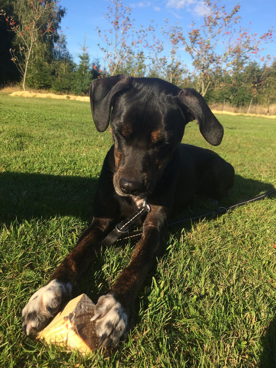 Blanding af racer Valdemar billede 5