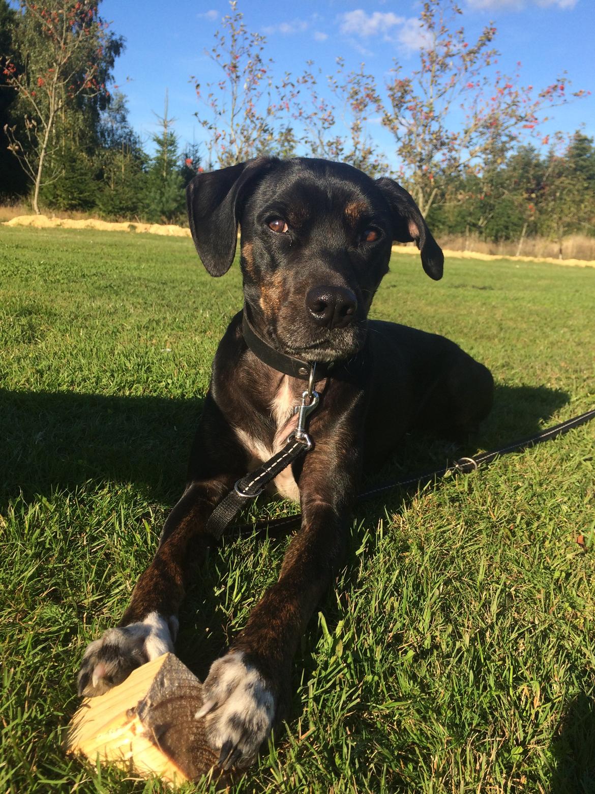 Blanding af racer Valdemar billede 2