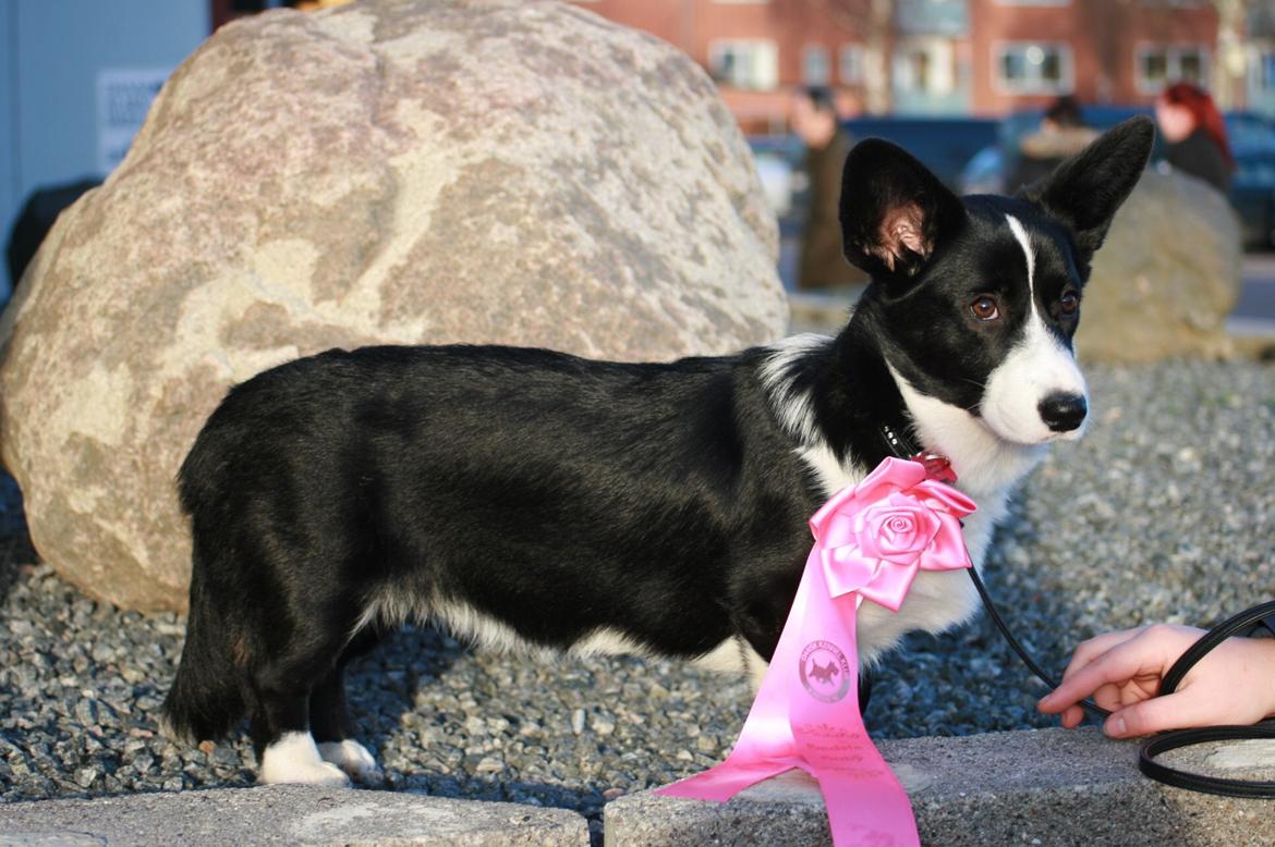 Welsh corgi cardigan Blondie's U 4 Ever  billede 16