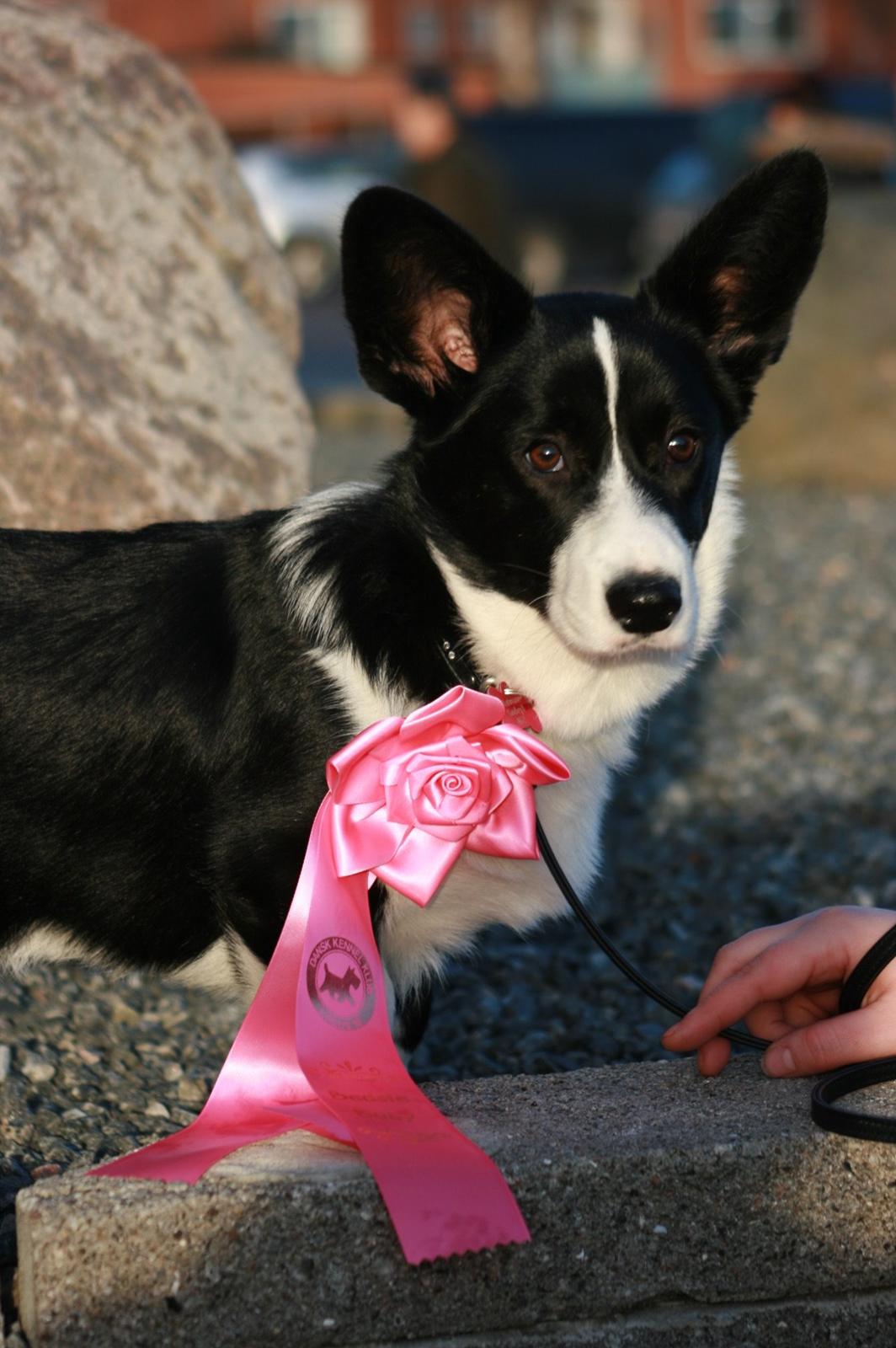Welsh corgi cardigan Blondie's U 4 Ever  billede 18