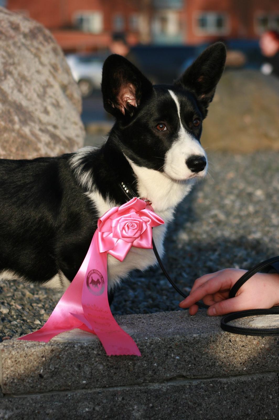 Welsh corgi cardigan Blondie's U 4 Ever  billede 19