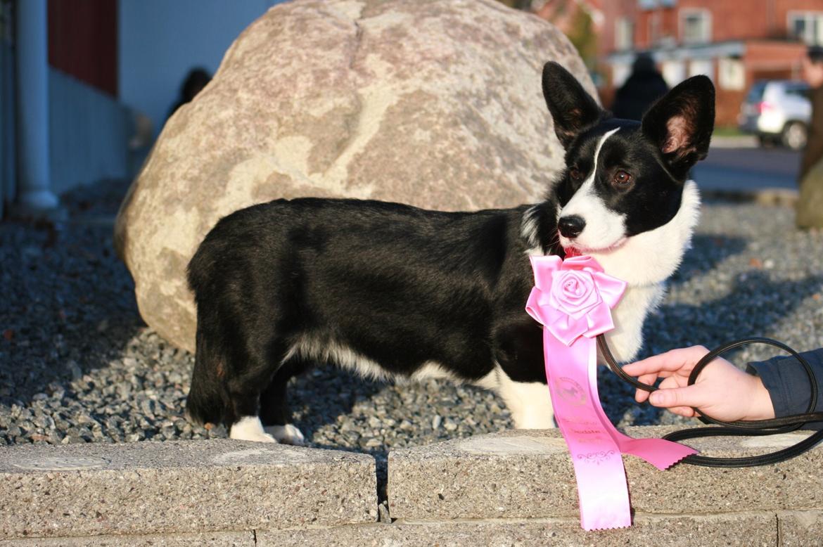 Welsh corgi cardigan Blondie's U 4 Ever  billede 20
