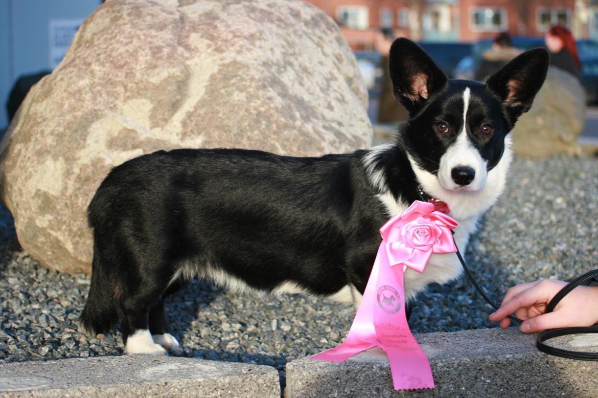 Welsh corgi cardigan Blondie's U 4 Ever  billede 17