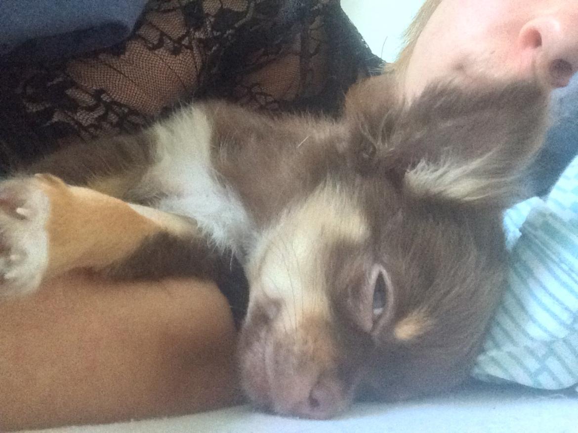 Chihuahua Hollie billede 7