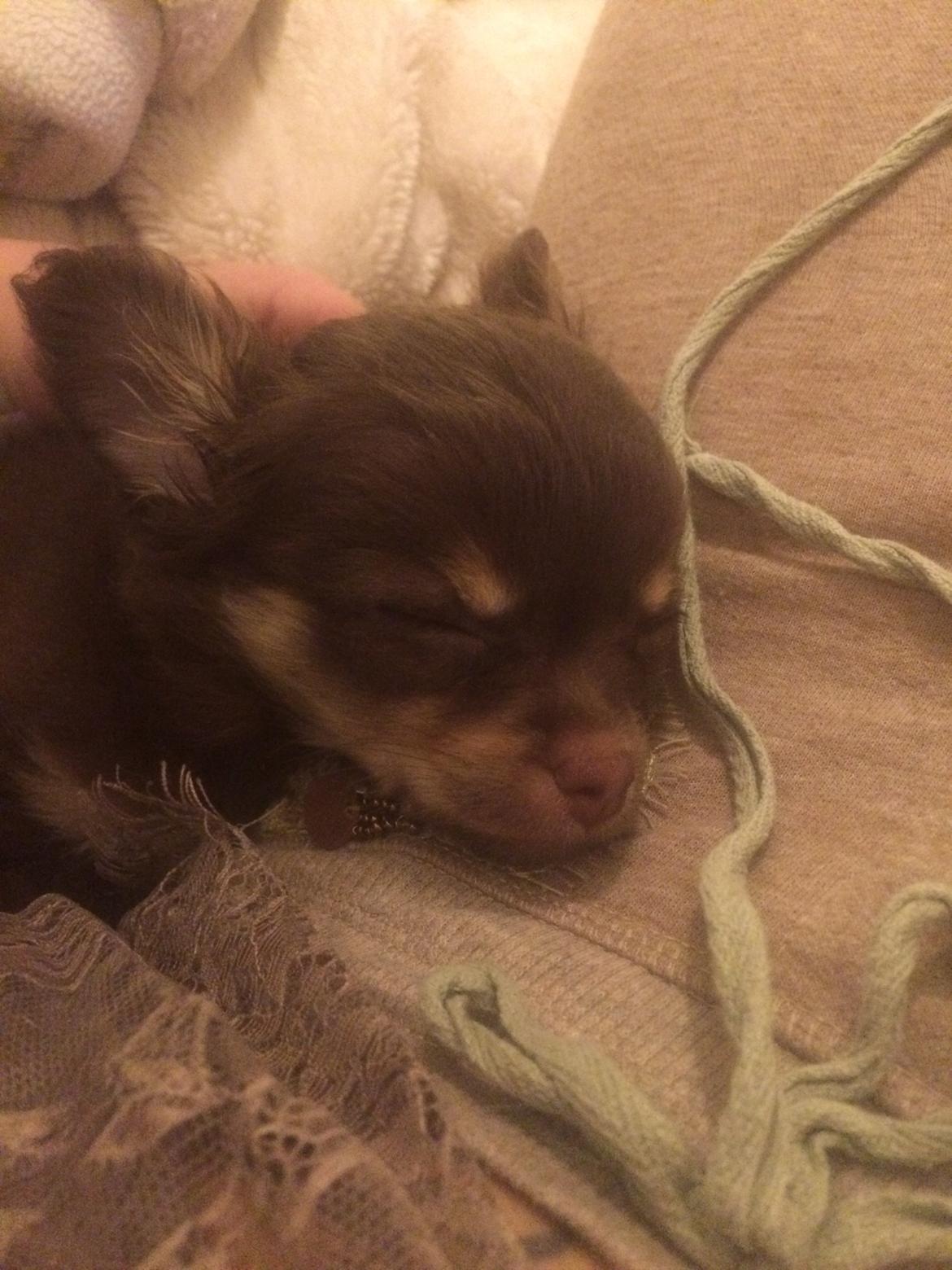 Chihuahua Hollie billede 8