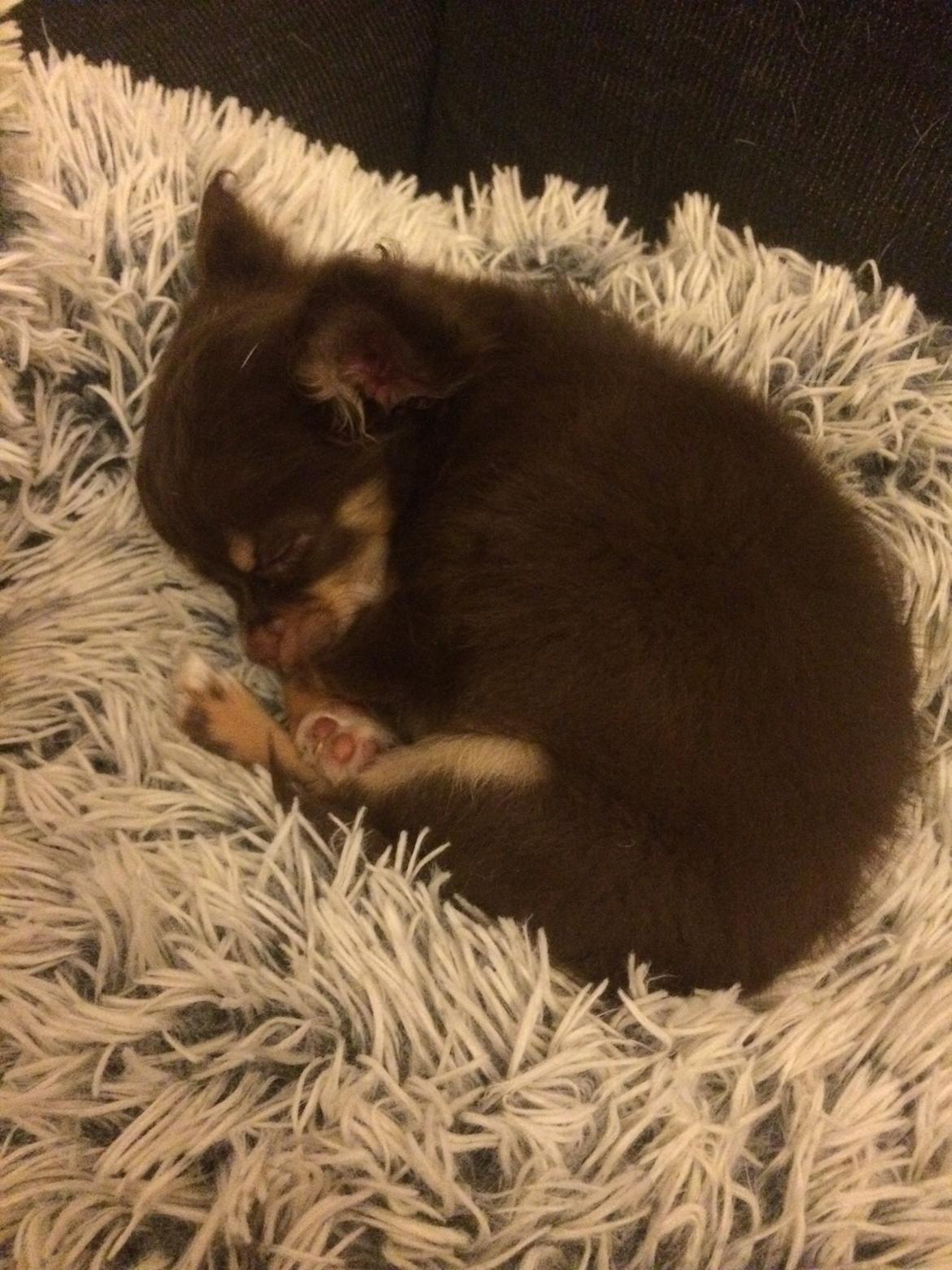 Chihuahua Hollie billede 10