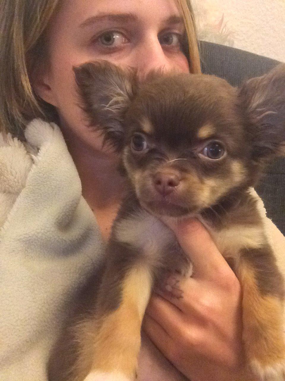 Chihuahua Hollie billede 9