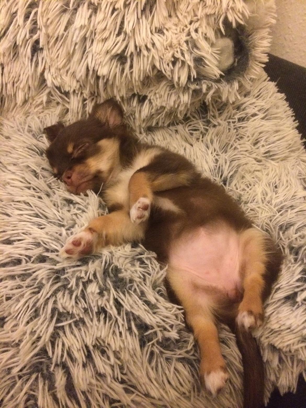 Chihuahua Hollie billede 11