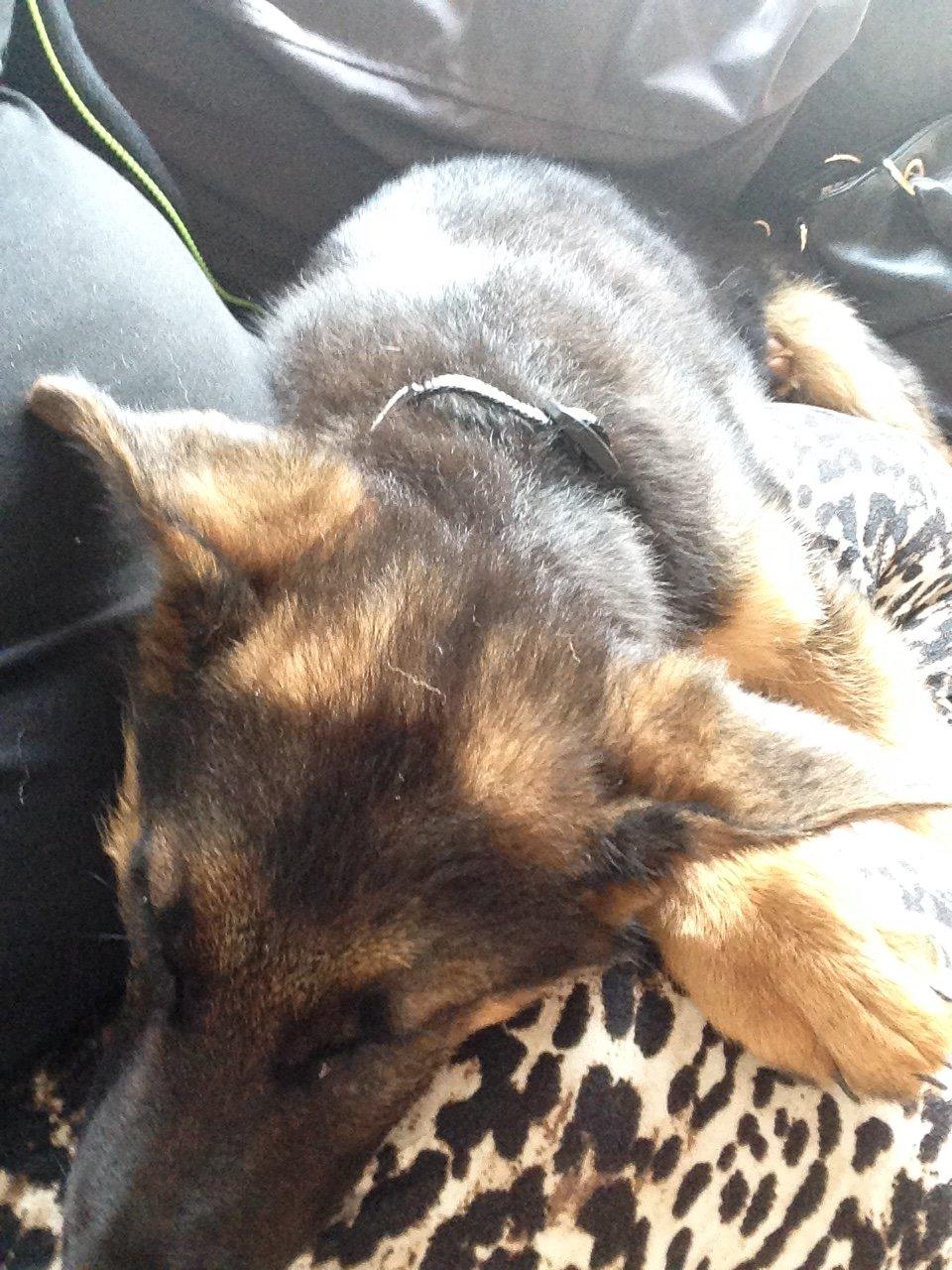 Schæferhund Rapi Enosch (Odin) billede 23