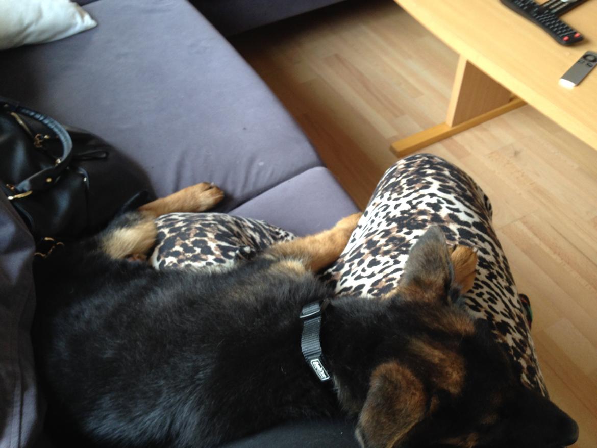 Schæferhund Rapi Enosch (Odin) billede 24