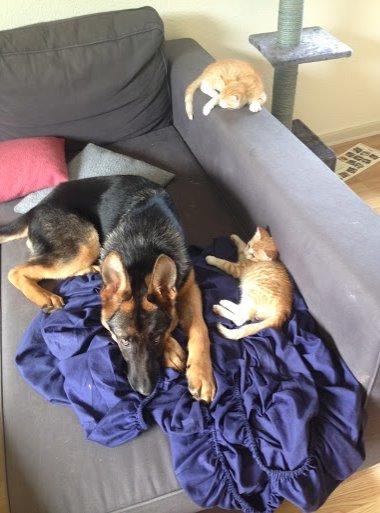 Schæferhund Rapi Enosch (Odin) billede 27