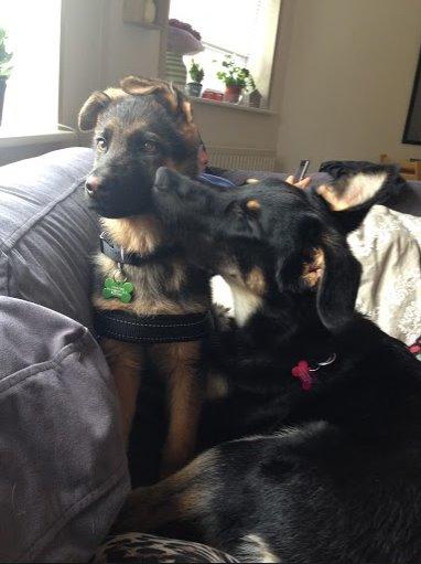 Schæferhund Rapi Enosch (Odin) billede 26