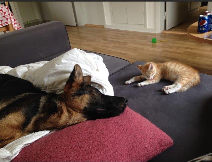 Schæferhund Rapi Enosch (Odin) billede 28