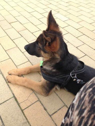 Schæferhund Rapi Enosch (Odin) billede 30