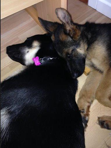 Schæferhund Rapi Enosch (Odin) billede 31