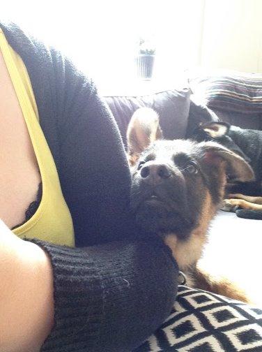 Schæferhund Rapi Enosch (Odin) billede 33