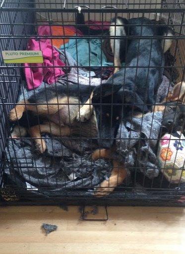 Schæferhund Rapi Enosch (Odin) billede 29