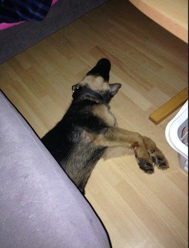 Schæferhund Rapi Enosch (Odin) billede 34