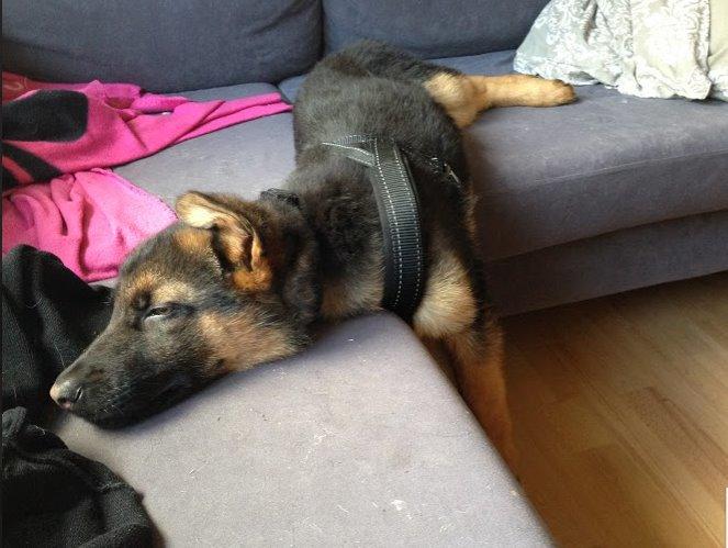 Schæferhund Rapi Enosch (Odin) billede 36