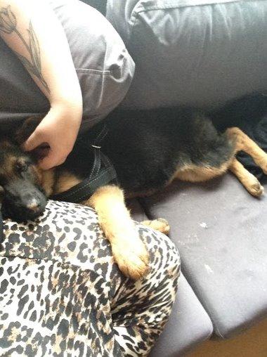 Schæferhund Rapi Enosch (Odin) billede 37