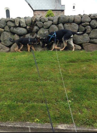 Schæferhund Rapi Enosch (Odin) billede 38