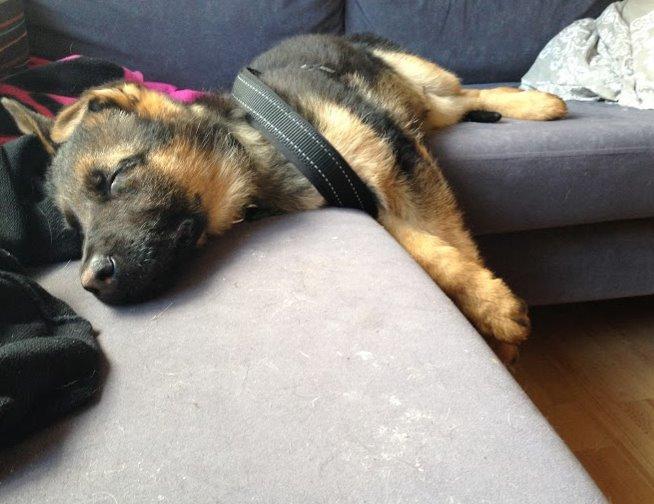 Schæferhund Rapi Enosch (Odin) billede 35