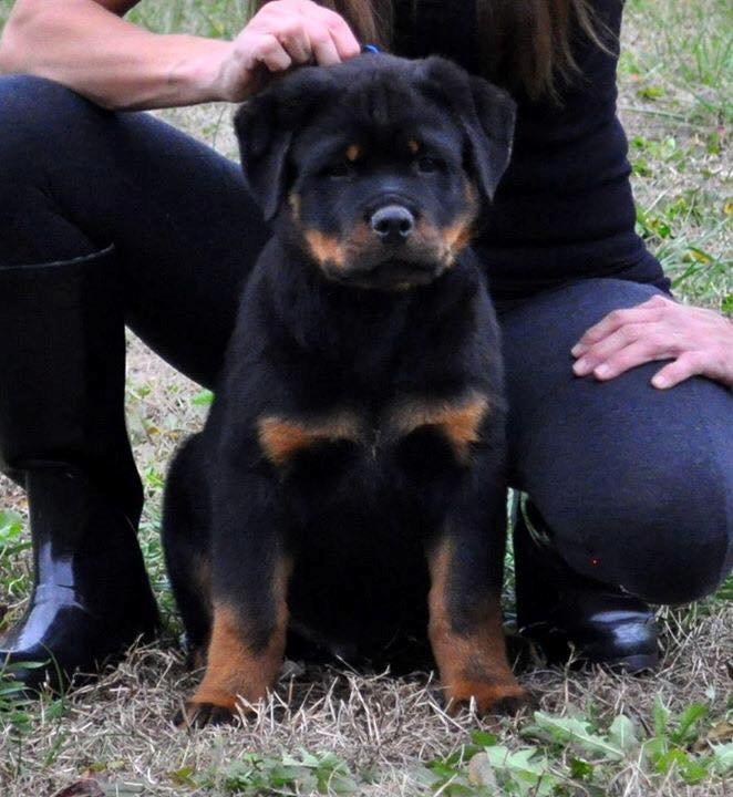 Rottweiler Attila von Haus Highlander billede 1