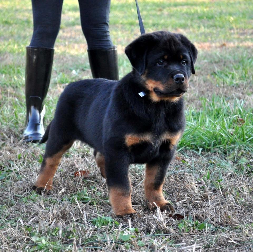 Rottweiler Attila von Haus Highlander billede 3