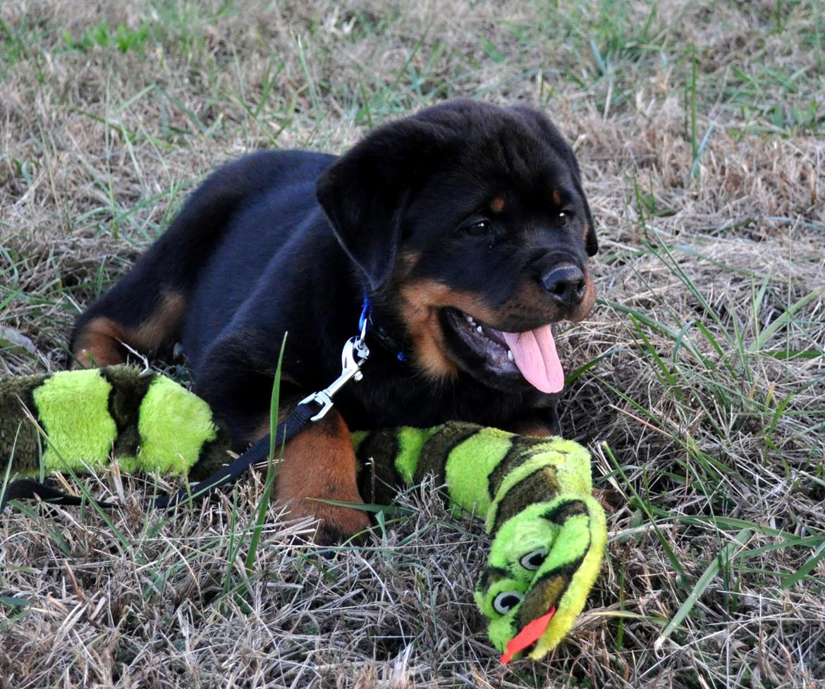 Rottweiler Attila von Haus Highlander billede 5