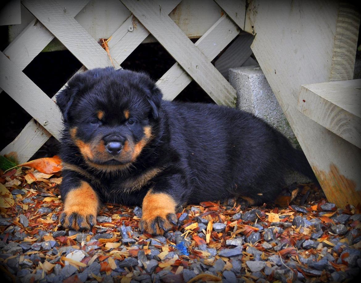 Rottweiler Attila von Haus Highlander billede 6