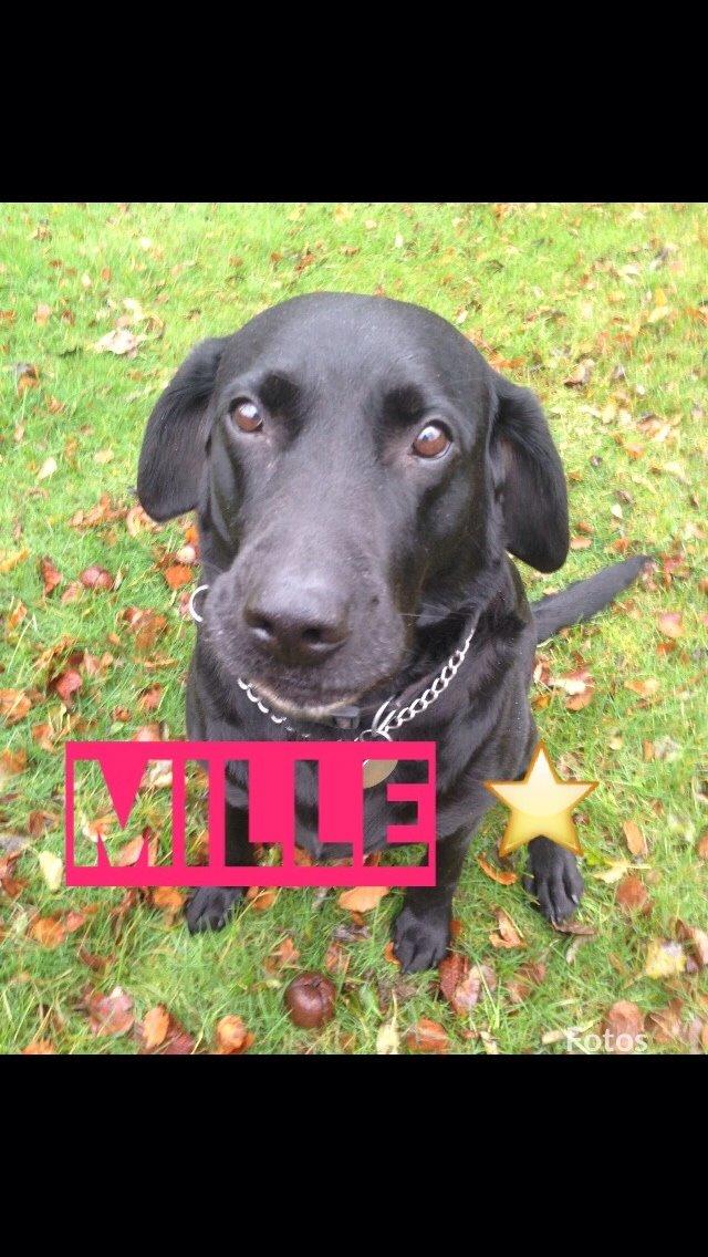 Labrador retriever Mille - Nu er foråret slut billeder 2015  billede 22