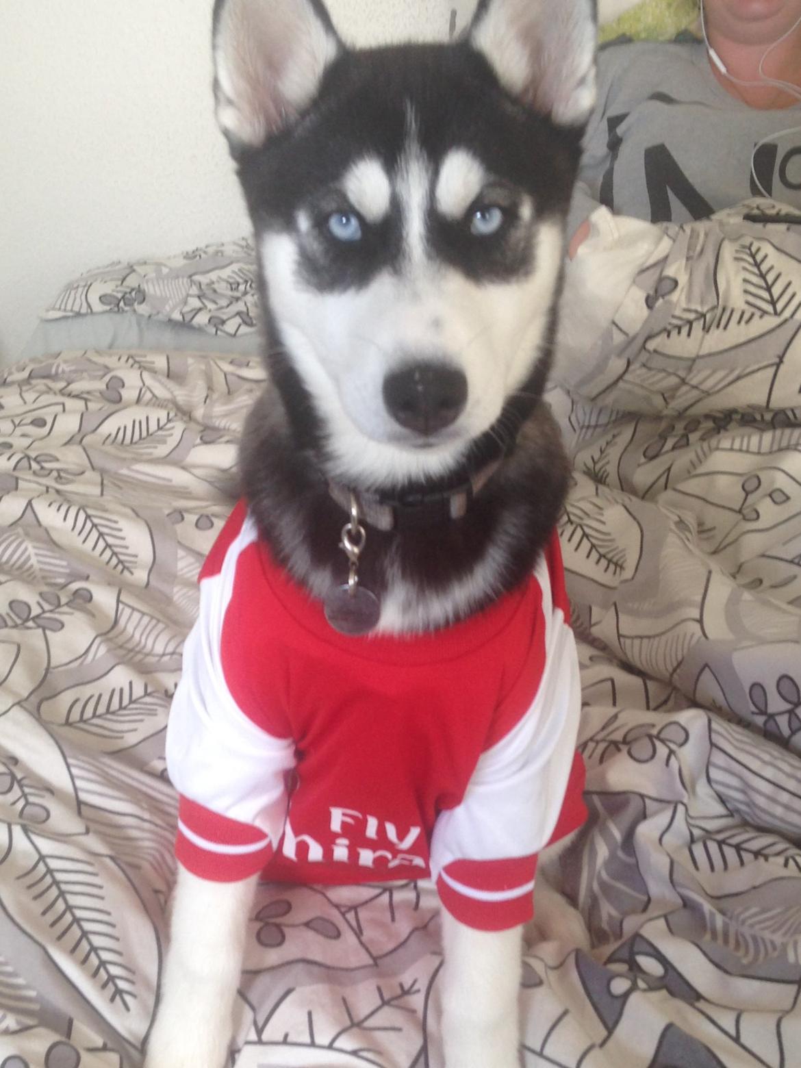 Siberian husky Skye billede 1
