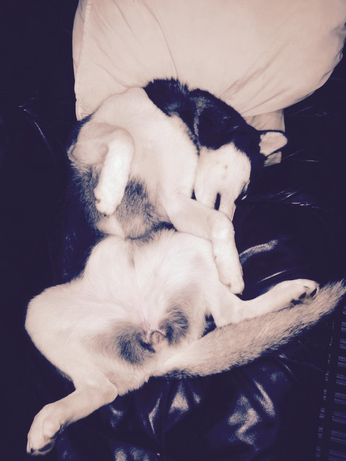 Siberian husky Skye billede 2