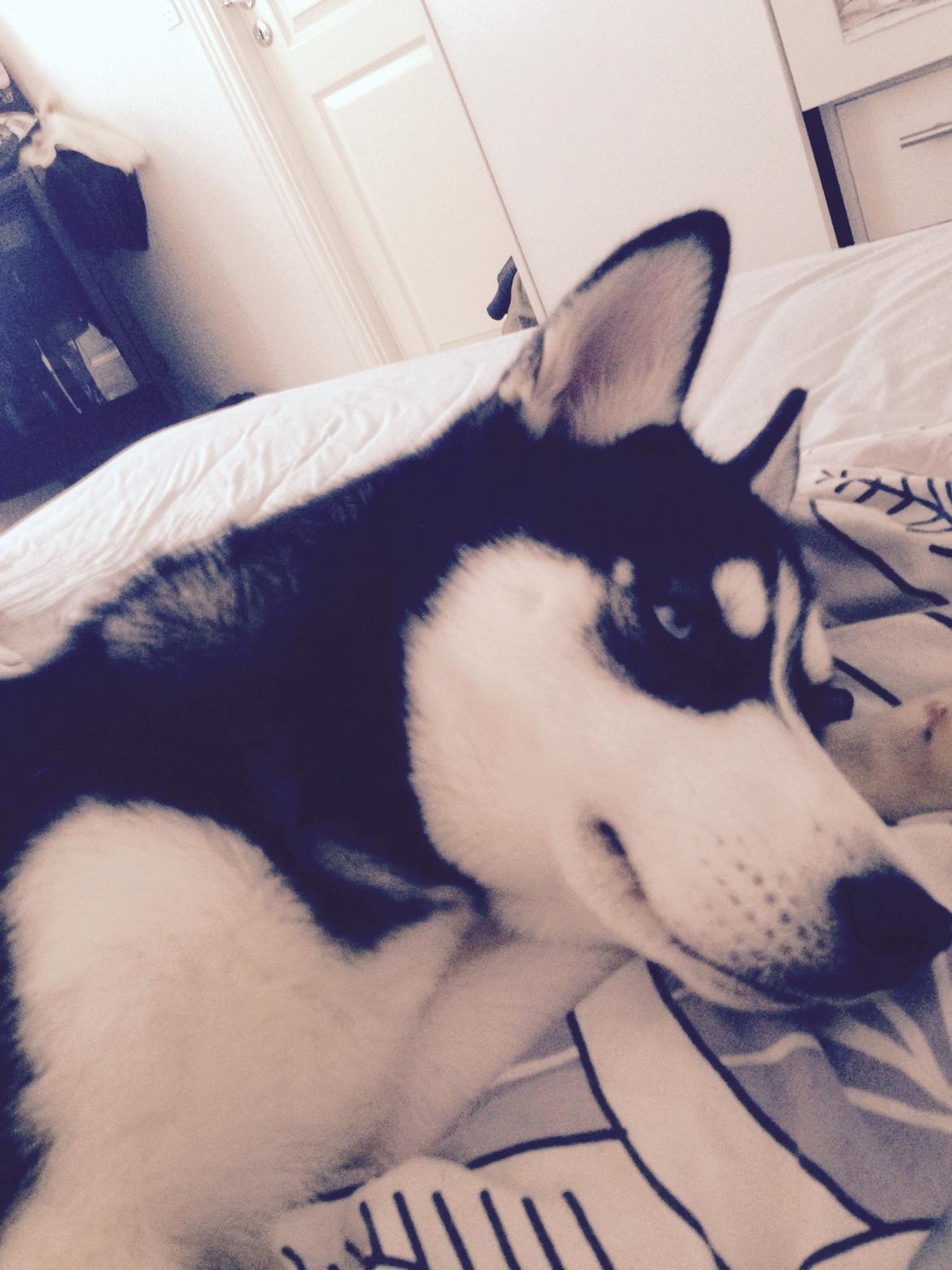 Siberian husky Skye billede 3