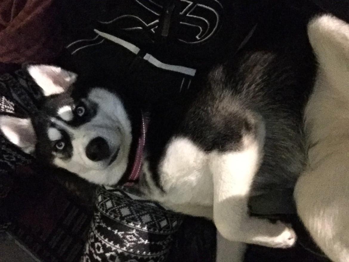 Siberian husky Skye billede 4