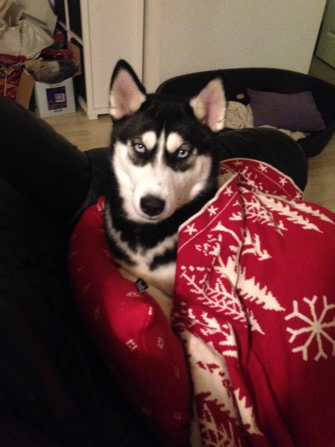 Siberian husky Skye billede 5