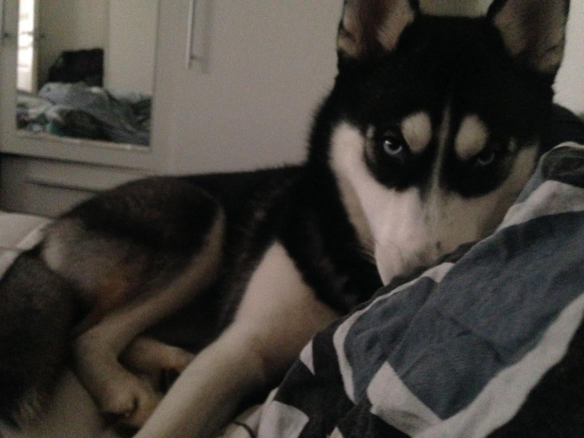 Siberian husky Skye billede 6