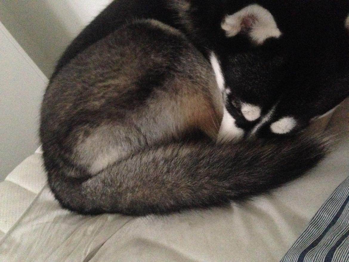 Siberian husky Skye billede 7