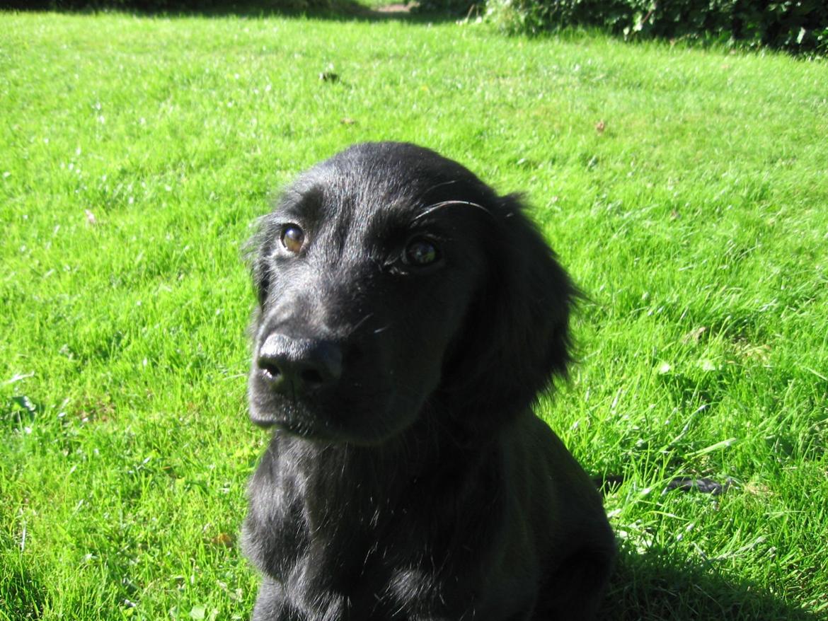 Blanding af racer Mickey billede 6