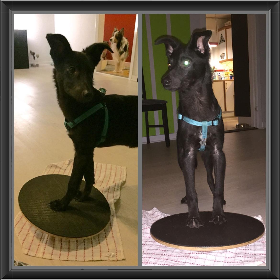 Blanding af racer Elvis - Blevet ret glad for balancebrættet ;) billede 22