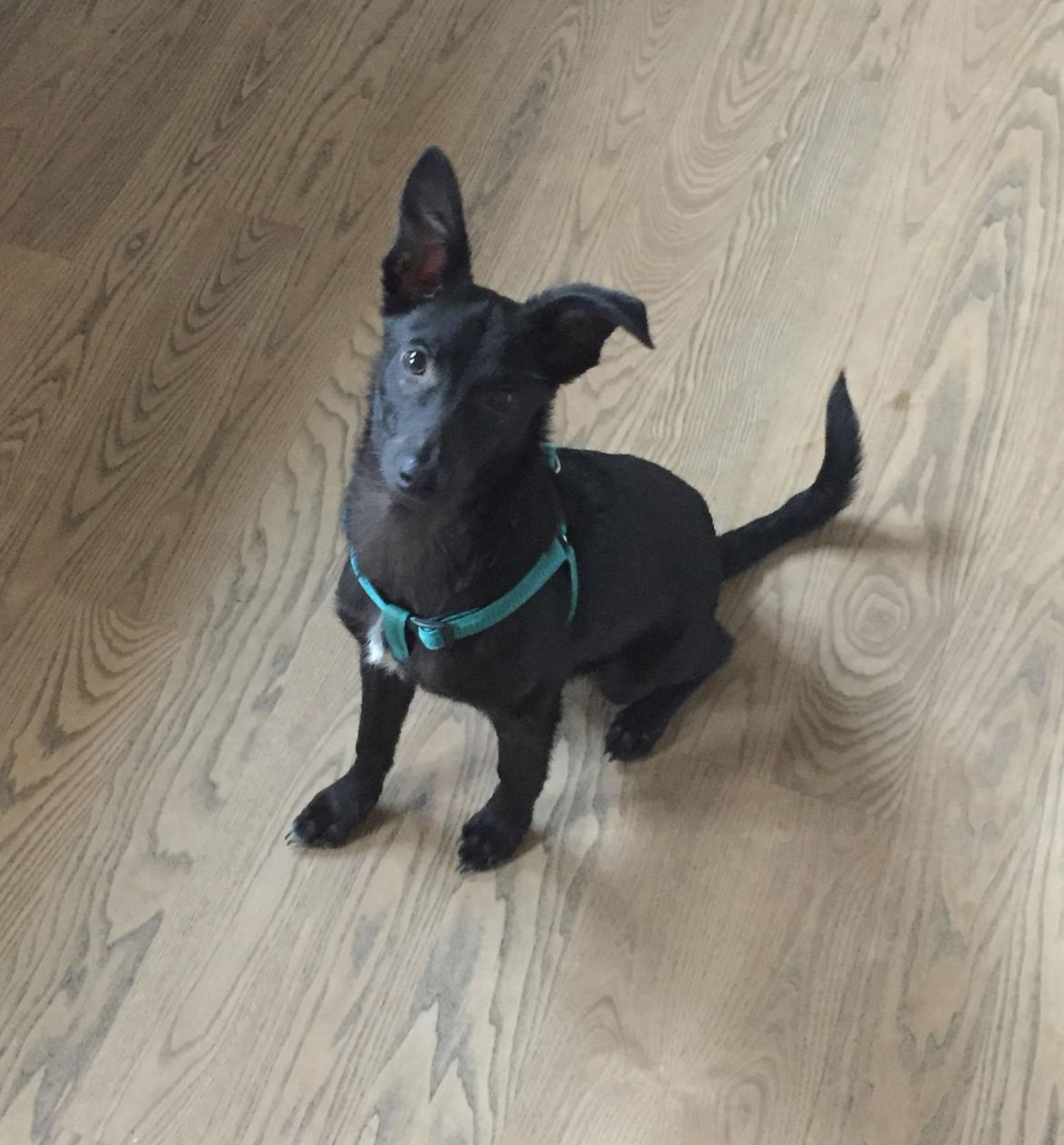 Blanding af racer Elvis billede 23